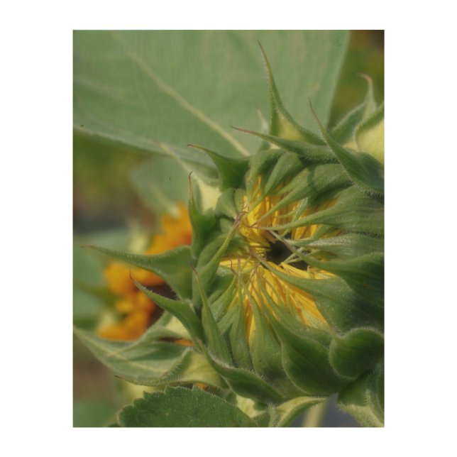 Sunflower Unfolding Floral   Wood Wall Art (Front)