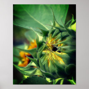 Sunflower Unfolding  Poster