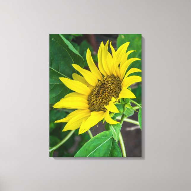 Sunflower up close canvas print (Front)