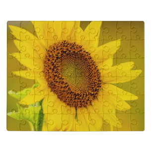 Sunflower Up Close Jigsaw Puzzle