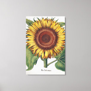 Sunflower Vintage Damask Flower Art Canvas Print