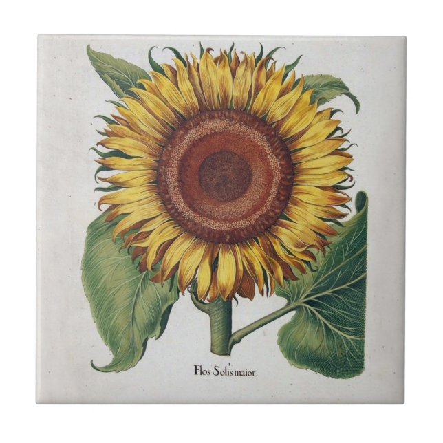 Sunflower Vintage Damask Flower Art Ceramic Tile (Front)