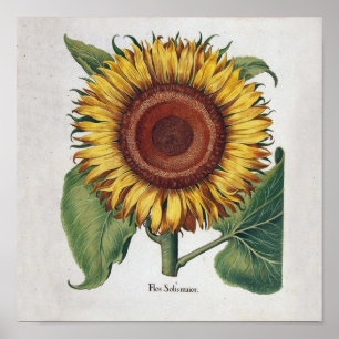Sunflower Vintage Damask Flower Art Poster