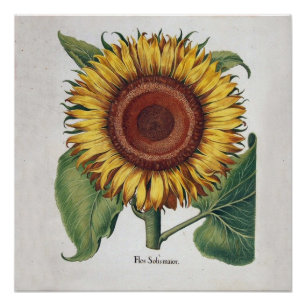 Sunflower Vintage Damask Flower Art Poster