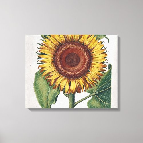 Sunflower Vintage Damask Flower Illustration Art Canvas Print
