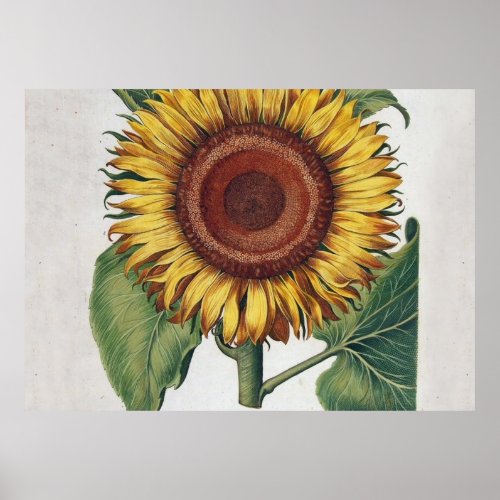 Sunflower Vintage Damask Flower Illustration Art Poster