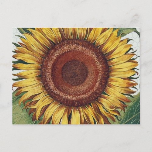 Sunflower Vintage Damask Flower Pattern Art Postcard