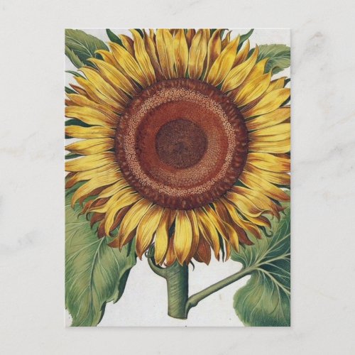 Sunflower Vintage Damask Flower Pattern Art Postcard