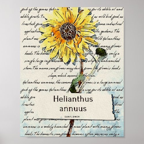 Sunflower vintage watercolor painting poster