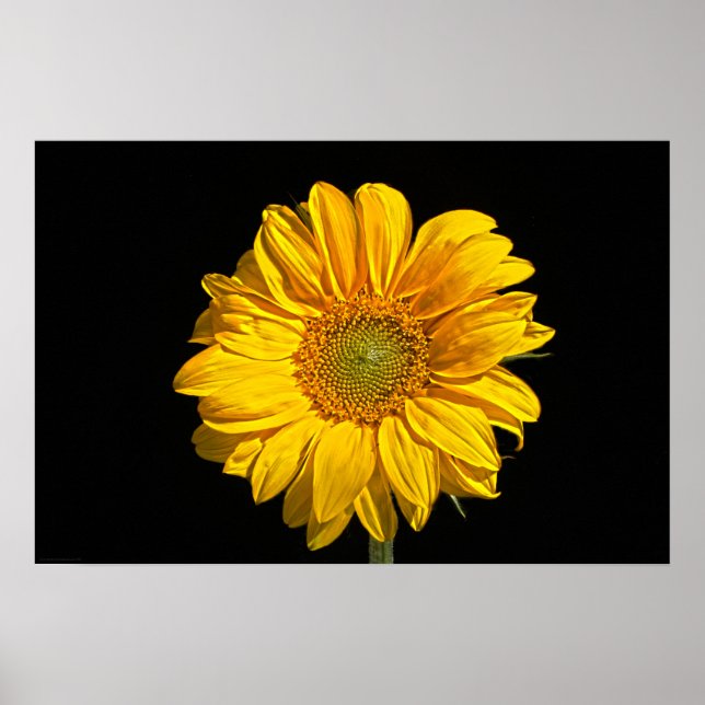 Sunflower wapcna poster (Front)