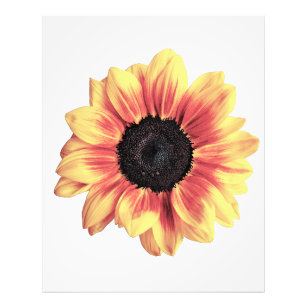 Sunflower Watercolor Photo Print