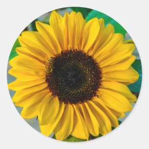 Sunflower with Bee Classic Round Sticker
