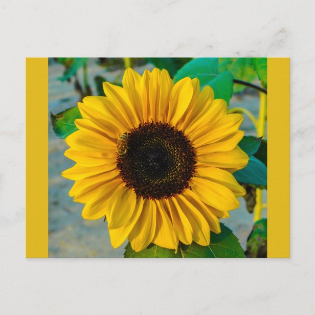Sunflower with Bee Postcard (Front)