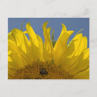 Sunflower with Bee Postcard
