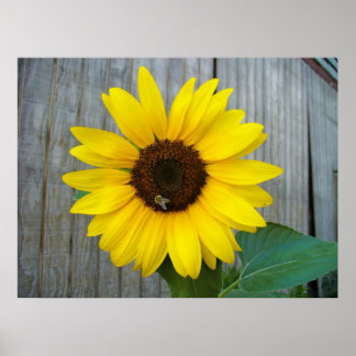 Sunflower with bee poster