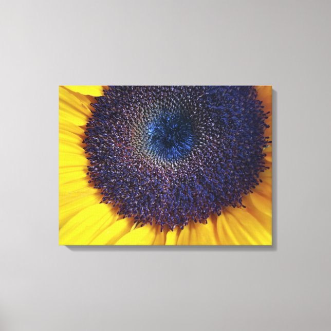Sunflower with Blue Center Closeup Canvas Art (Front)