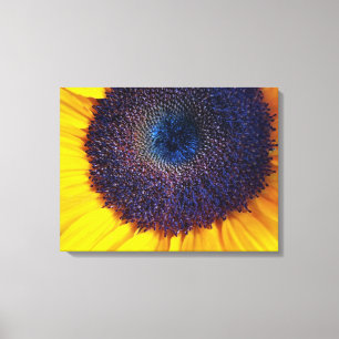 Sunflower with Blue Center Closeup Canvas Art