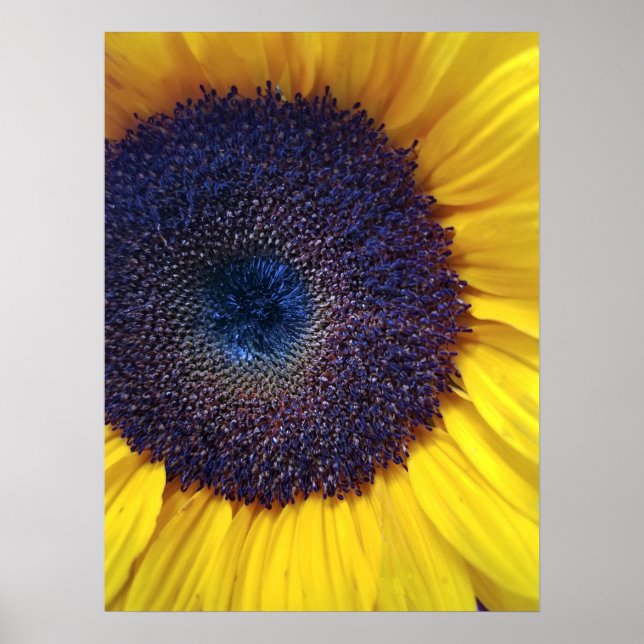 Sunflower with Blue Center Closeup Poster (Front)