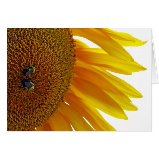 Sunflower with Bumblebees (Front Horizontal)
