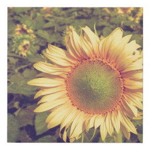 Sunflower with filter effect retro vintage styleag faux canvas print