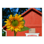 Sunflower With Red Barn (Front Horizontal)