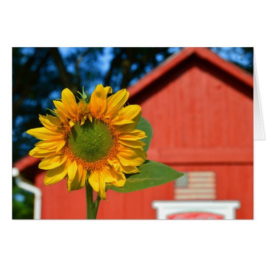 Sunflower With Red Barn Cards (Front Horizontal)