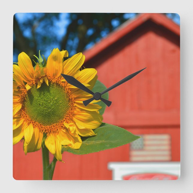 Sunflower With Red Barn Square Wall Clock (Front)