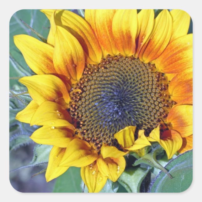 Sunflower with water droplets square sticker (Front)