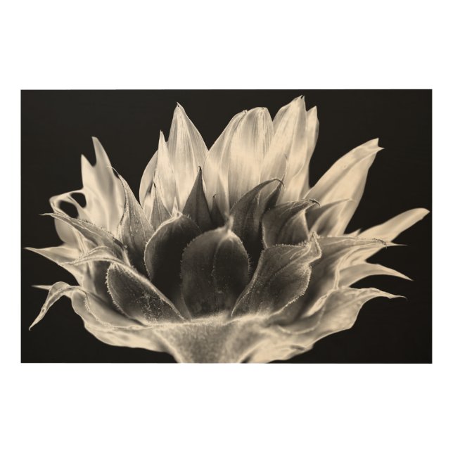 Sunflower Wood Wall Art (Front)