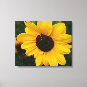 Sunflower Wrapped Canvas by lynnsphotos at Zazzle