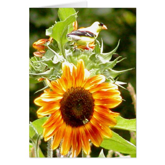 Sunflower & Yellow Bird & Bee Cards (Front)