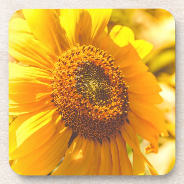 Sunflower Yellow Flower Beverage Coaster (Front)