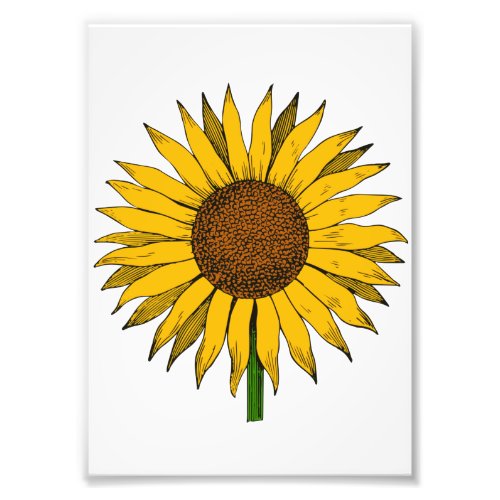 Sunflower Yellow Flower Photo Print