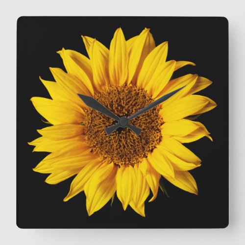 Sunflower Yellow on Black _ Customized Sun Flowers Square Wall Clock