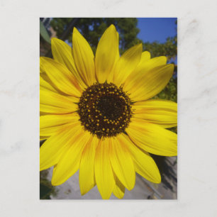 sunflower yellow postcard