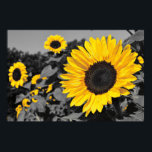 Sunflower: Yellow Splash Of Colour Poster<br><div class="desc">Sunflower Flower Yellow Splash of Colour Art Photography. Yellow selective/partial colour</div>