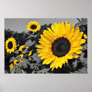 Sunflower: Yellow Splash Of Colour Poster