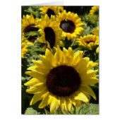 Sunflowers (Front)