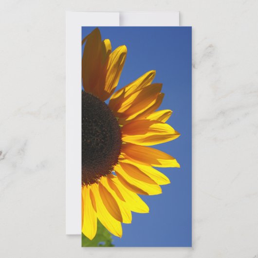 Sunflowers (Front)