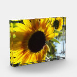 Sunflowers: Alive And Free Photo In Acrylic Award at Zazzle