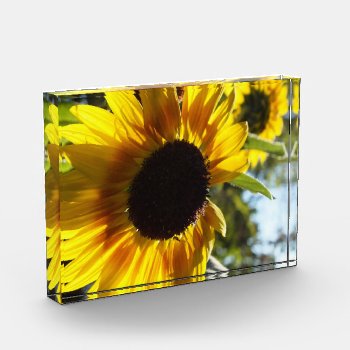 Sunflowers: Alive And Free Photo In Acrylic Award by minx267 at Zazzle