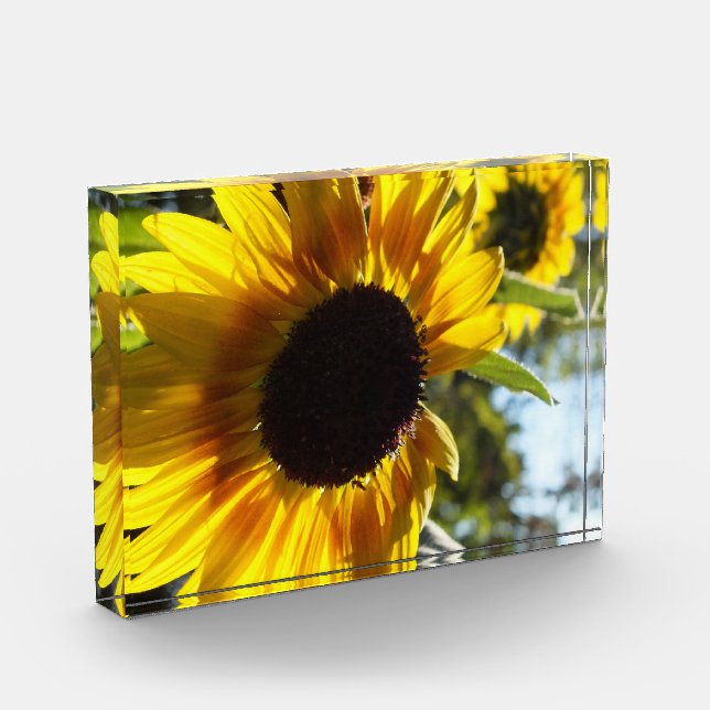 Sunflowers: Alive and Free Photo in Acrylic Award (Left)