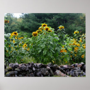 Sunflowers Along Stone Wall Orton Effect Poster