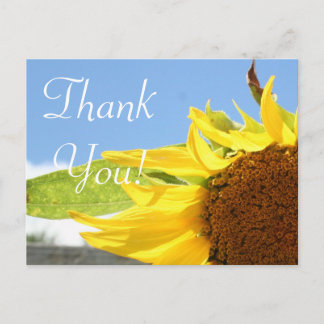 Sunflowers and Blue Skies Postcard