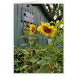 Sunflowers And Green Barn, Envelope Included at Zazzle