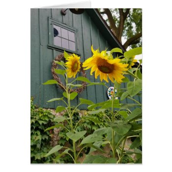 Sunflowers And Green Barn  Envelope Included by llaureti at Zazzle
