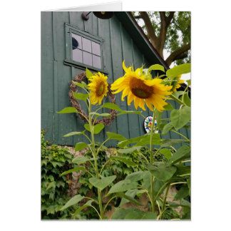 Sunflowers and green barn, envelope included cards