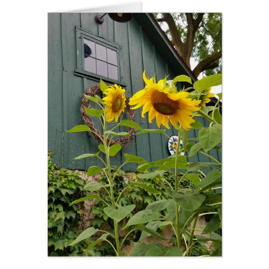 Sunflowers and green barn, envelope included cards (Front)