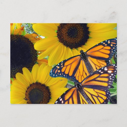 Sunflowers and Monarch Butterflies Postcard