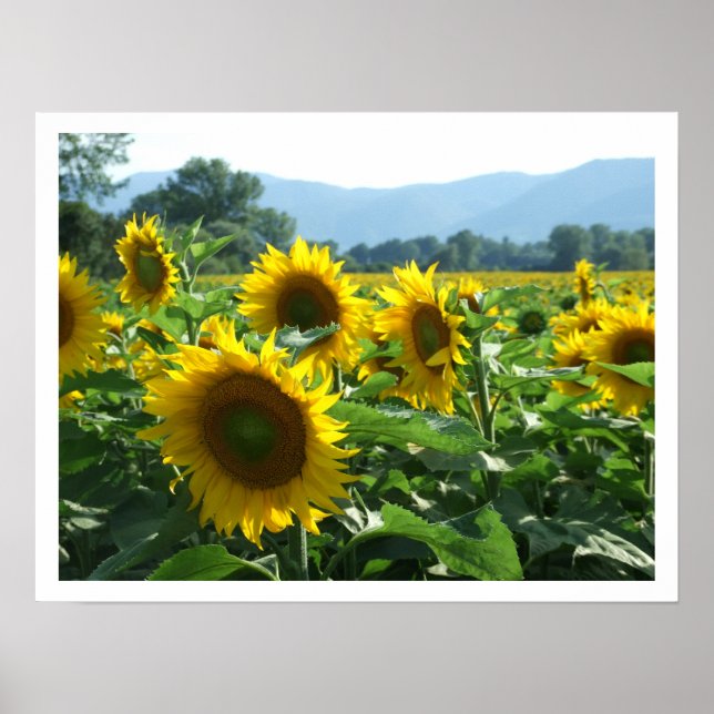 Sunflowers and Mountains Poster (Front)